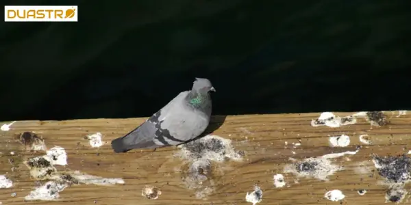 Bird Poop: Symbolism and Superstitions